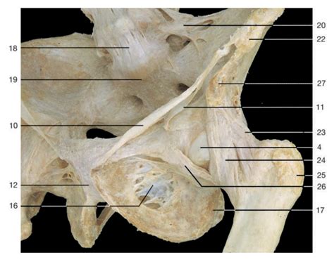 Left Anterolateral View Of Pelvic Girdle Diagram Quizlet