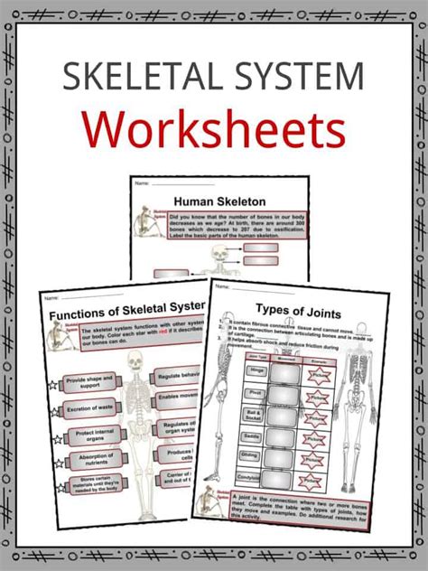 Free Worksheet Skeletal System Download Free Worksheet Skeletal System