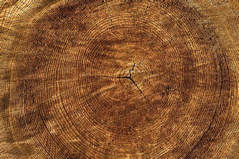 Hd Wallpaper Round Brown Wood Slab Trunk Tree Texture Wood