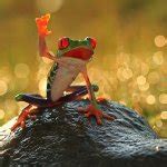 Frog raising hand Meme Generator - Imgflip