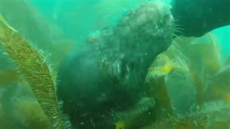 Scuba Diving With The Playful Seals In Lundy Youtube