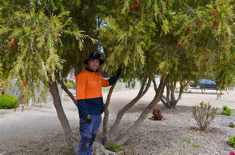 Council Updates Tree Management Policy Yorke Peninsula Council