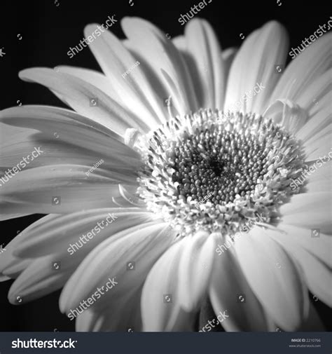 Black And White Daisy Stock Photo 2210766 : Shutterstock