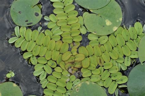 Saiba mais sobre as plantas aquáticas a Giuliana Flores