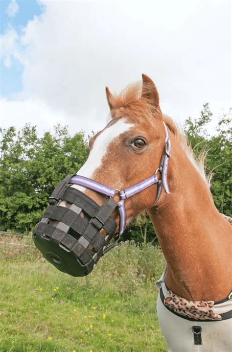 A Guide to Sand Colic in Horses (Prevention & Treatment) – Equestrian Boots and Bridles