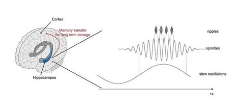 Memory Consolidated By Three Step Brain Oscillation Neuroscience News