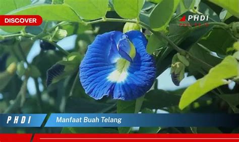 Temukan Manfaat Buah Telang Yang Jarang Diketahui Bikin Kamu Penasaran