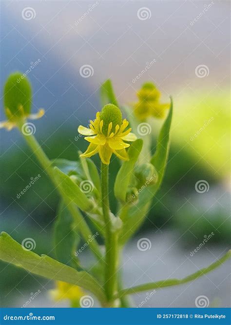 Ranunculus sceleratus stock photo. Image of leaved, toxic - 257172818