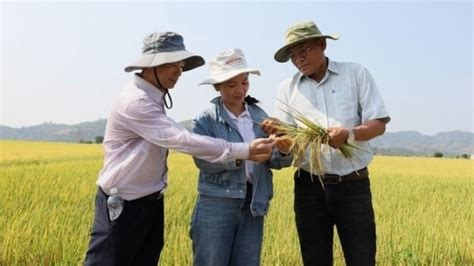 Healthy Rice Increasing Productivity By 30 And Decreasing Costs By