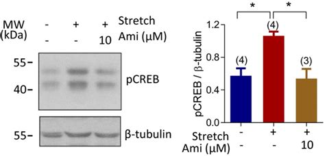 Human Endometrial Epithelial Cell Line Ishikawa Isk Atcc Bioz