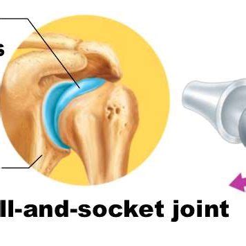 Ball And Socket Joint Diagram | Healthiack