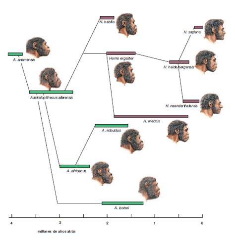 Teoria Actual De La Evolucion De La Vida Curso Para La Unam