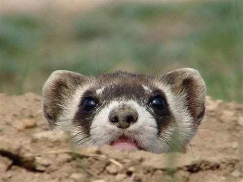 Black Footed Ferret Facts For Kids | Top 10 Interesting Facts about ...