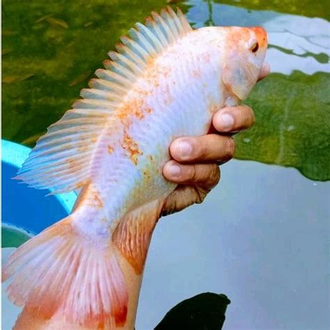 jual paket indukan ikan nila bangkok ukuran   jari shopee indonesia