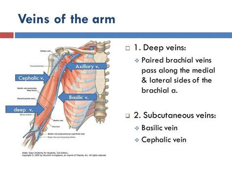 Pictures Of Brachial VeinHealthiack