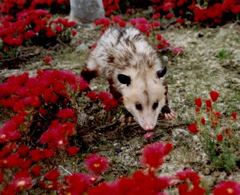 Opossum Photo Page | Opossum Society of the United States (OSUS)