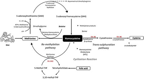 Frontiers Hyperhomocysteinemia As A Risk Factor And Potential