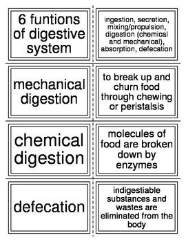 Flash Cards Covering The Digestive System For Anatomy Tpt