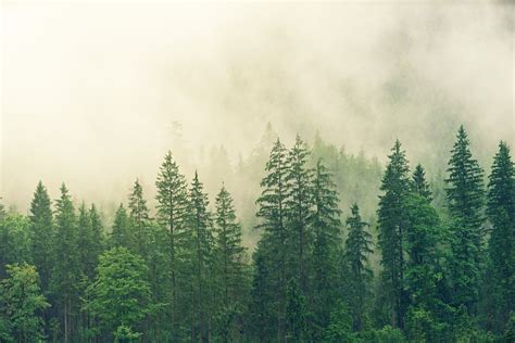 Aprovechamiento De La Biomasa Forestal Para Calefacci N Greenheiss