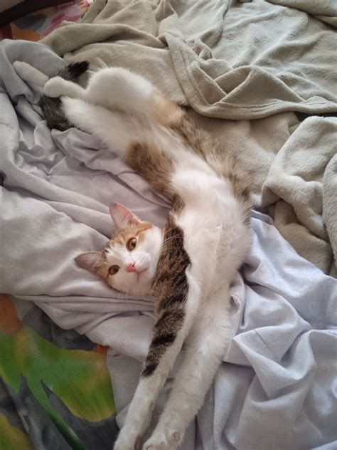 XNicoleAnistonX.eth on Twitter: "I had a wonderful visit to The Cat