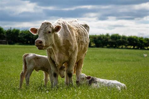 Practical Tips For Early Weaning Of Beef Calves A Guide