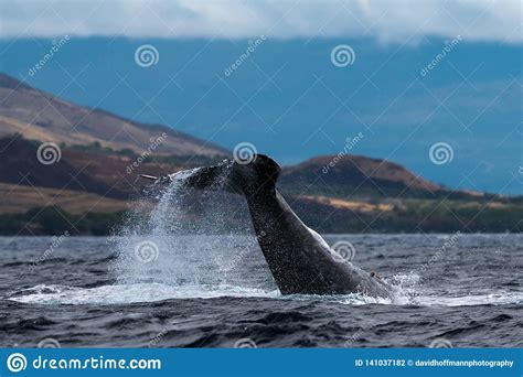 Humpback Whale Peduncle Throw Stock Photo Image Of Whale Marine