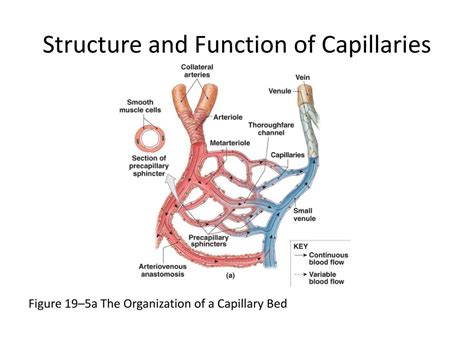p     blood vessels  circulation powerpoint