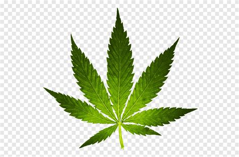 102 Folhas Verdes Maconha Png Pngegg