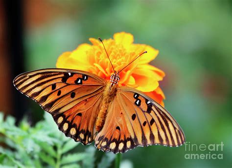 Gulf Fritillary Butterfly On Marigold Flower Photograph By Luana K