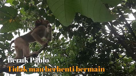 Beruk Pablo Tidak Mau Berhenti Bermain YouTube