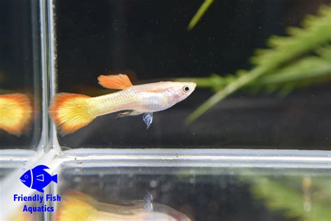 Flame Guppy Friendly Fish Aquatics