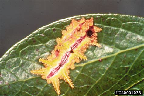 Hazards/Stinging Caterpillars - Bugwoodwiki