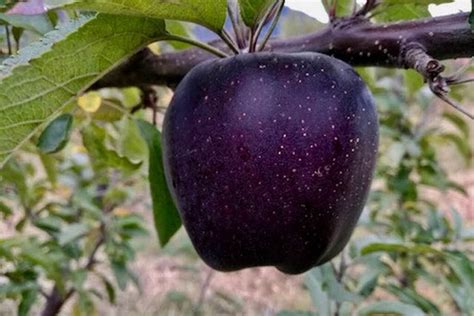 Most Expensive Apple Fruit (Huaniu) Sweet Darken Turn Black Skin - Arad ...