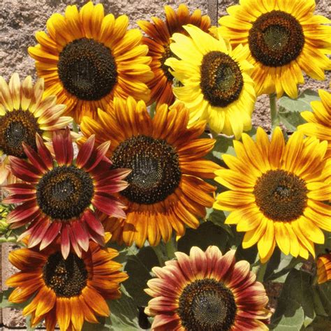 Helianthus Annuus Variation Autumn Beauty Wildflower Seed Wildflower Seeds Sunflower