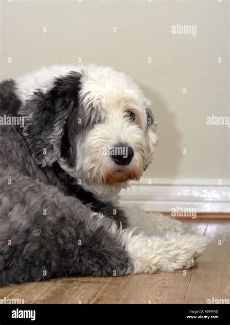 Old English Sheepdog With Fur Clipped Hi Res Stock Photography And