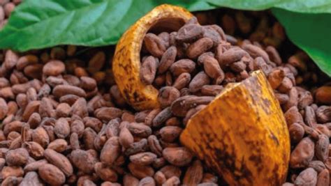 Exportaciones peruanas de cacao batirán récord en volumen y valor al