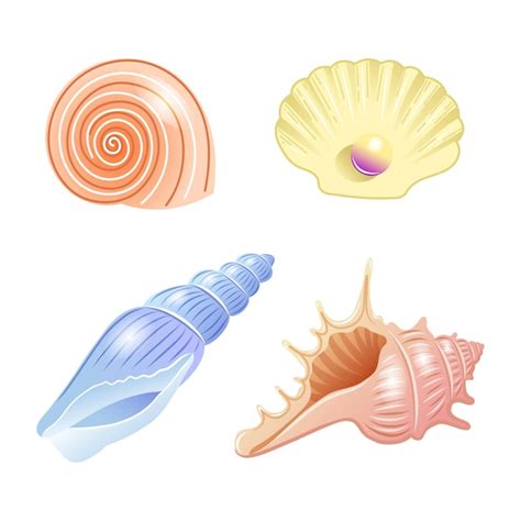 Conjunto De Ilustra Es Vetoriais De Conchas Do Mar De Diferentes