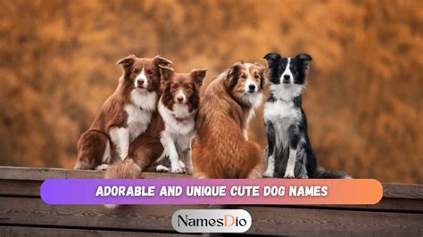 101 Adorable and Unique Cute Dog Names to Brighten Your Day - NamesDio