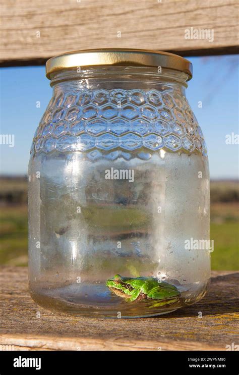 Little frog trapped in a glass jar. Childrens pranks in nature concept ...