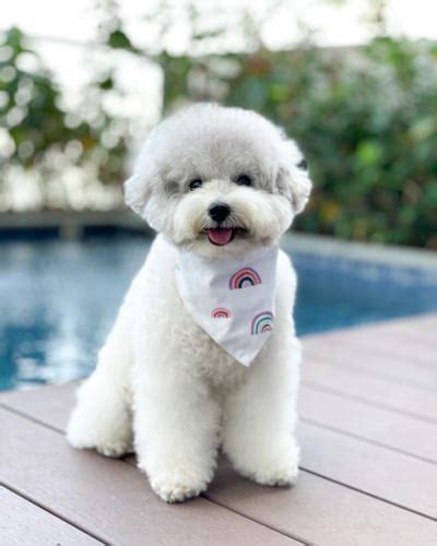 18 Adorable Bichon Frise Mix Dog breeds | Puppies Club