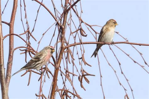 Redpolls To Become One Species Birdguides