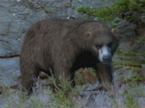 Cave Bear Prehistoric Park Wiki Fandom