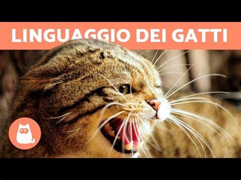 I gatti scelgono i propri UMANI Mito o verità