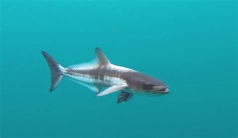 crystal blues remora attack  information