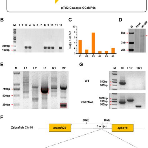 Generation Of Tg Ccaactbgcamp6s Ihb371tg Transgenic Zebrafish A