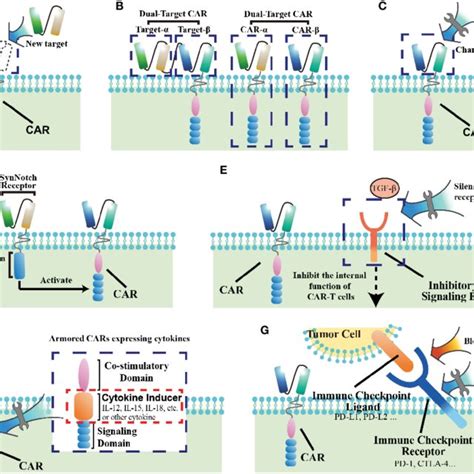 Methods Of Improving CAR T Cell Therapy For Solid Tumors A Find New