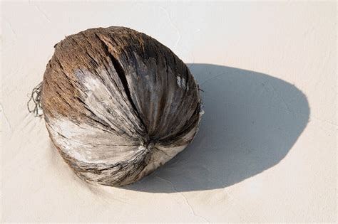 Kokusnuss Am Strand Von Ko Lipe Tarutao Bild Kaufen 70046023