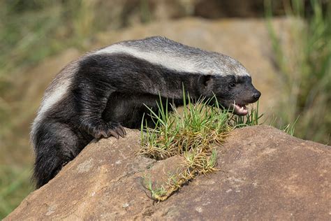 Honey Badger (Ratel) | San Diego Zoo Animals & Plants