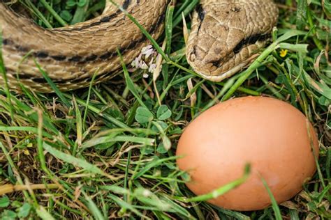 Can Snakes Eat Eggs 4 Benefits Vs Risks Of Feeding Your Snake Eggs