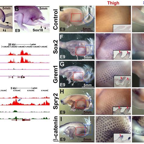 Whole Mount In Situ Hybridization And Chip Seq Analysis Of Chicken